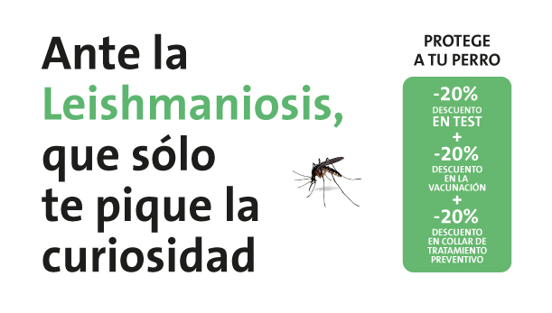 Todo Lo Que Necesitas Saber Sobre La Leishmaniosis En Perros Evidensia