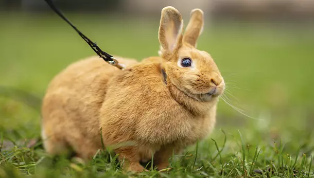 ¿Por qué los conejos pueden volverse obesos?