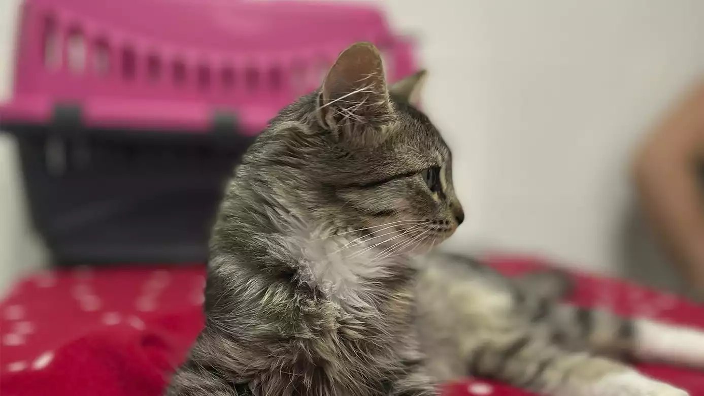 Clínicas | Evidensia, hospitales veterinarios
