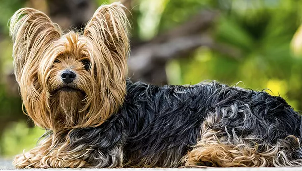 Un Yorkshire terrier