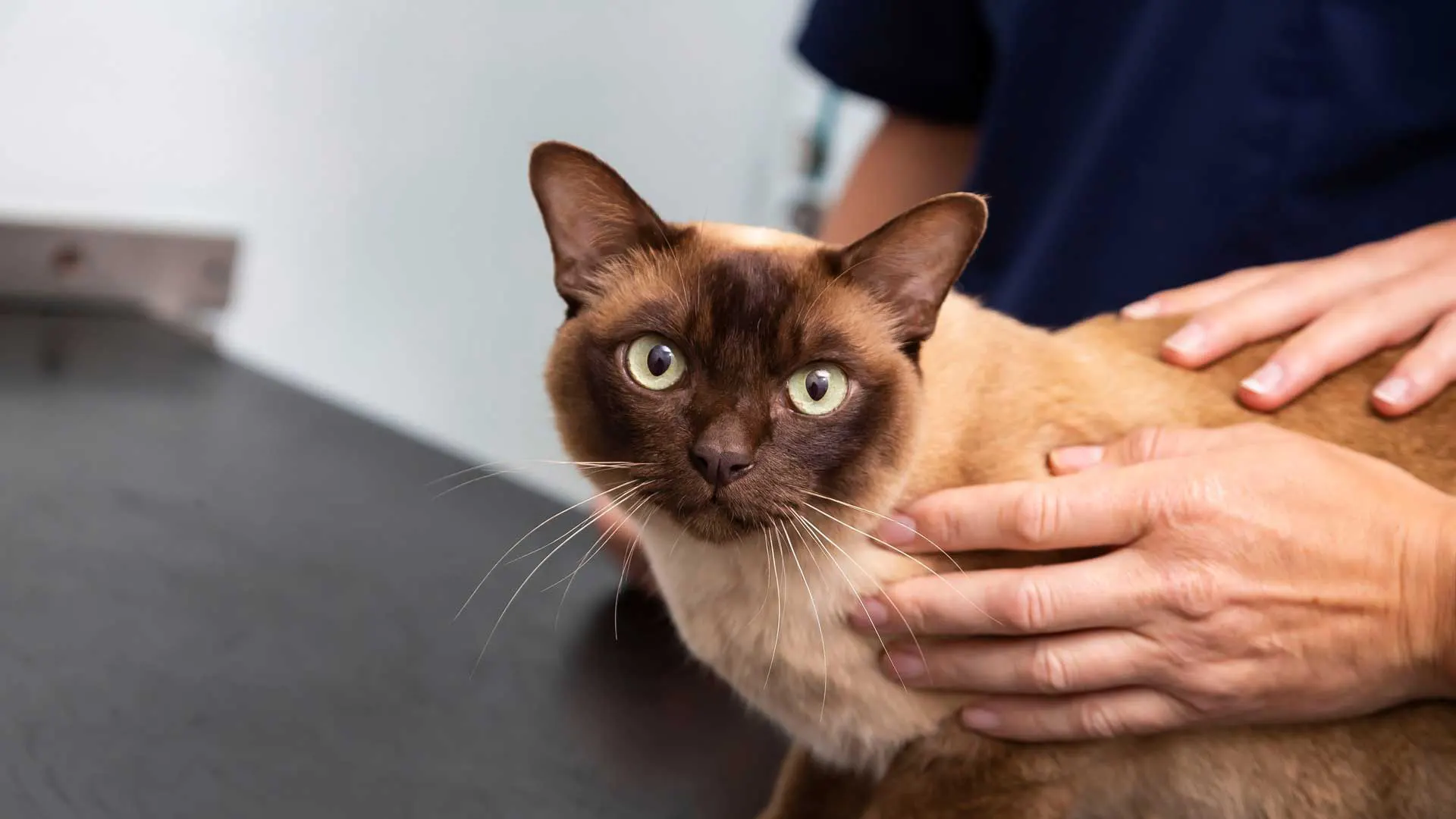 Clínica Veterinaria Huellas