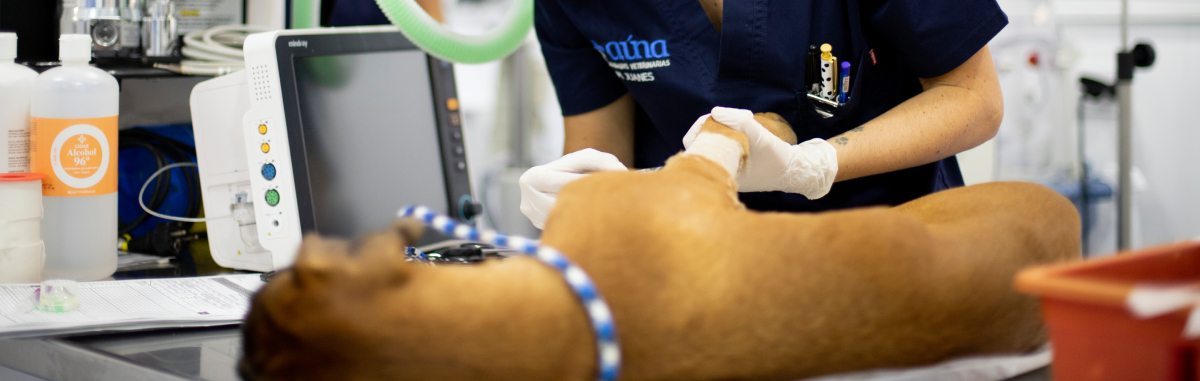 Urgencias veterinarias