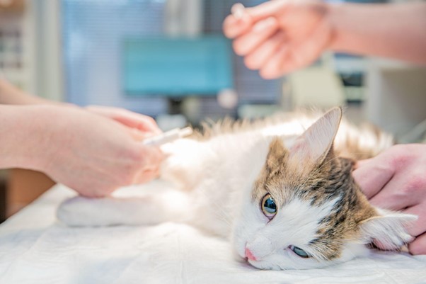 Guía completa de vacunas para perros y gatos