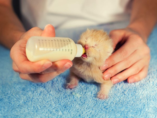 Cómo prepararte para la llegada de un nuevo cachorro o gatito