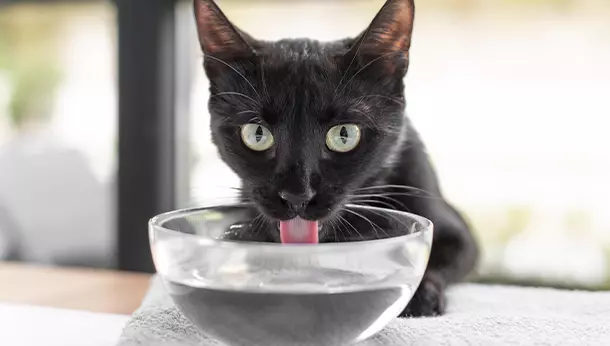 Un gato bebiendo agua de un bol