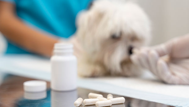 Perro junto a un bote de pastillas