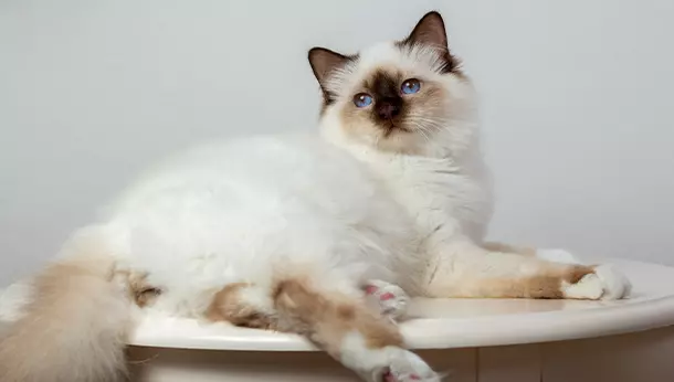 Un gato birmano