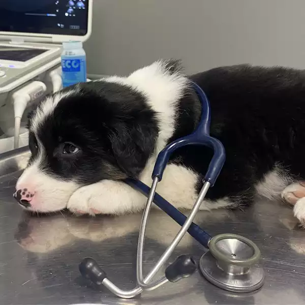 Clínica Veterinaria Getafe Norte