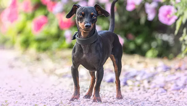 Un Pinscher