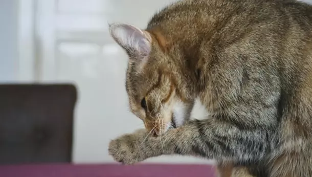 Un gato lamiéndose una pata