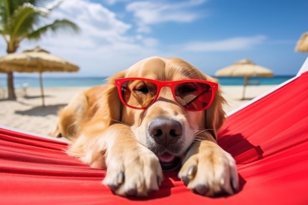 Vacaciones con mascotas: consejos y precauciones
