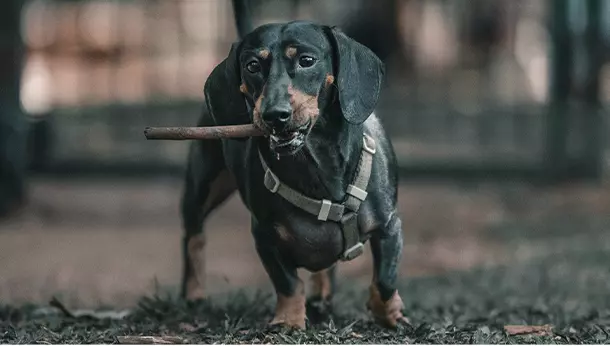 Un perro de raza teckel