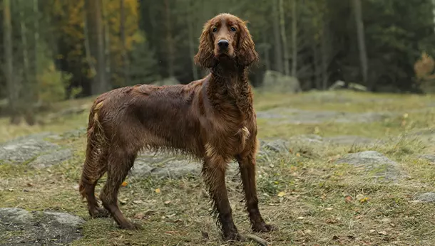 Un Setter Irlandés