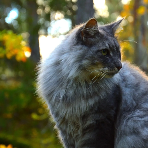 La salud de las mascotas en 8 pasos