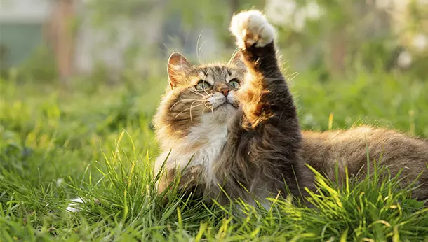 Un gato jugando en la hierva