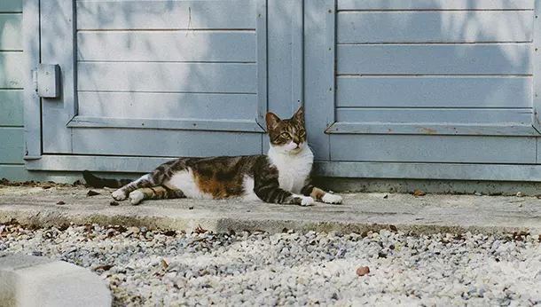 Un gato descansando en un jardín