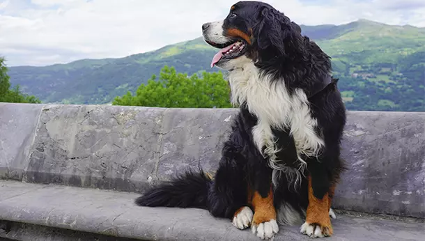 Un perro de montaña bernes