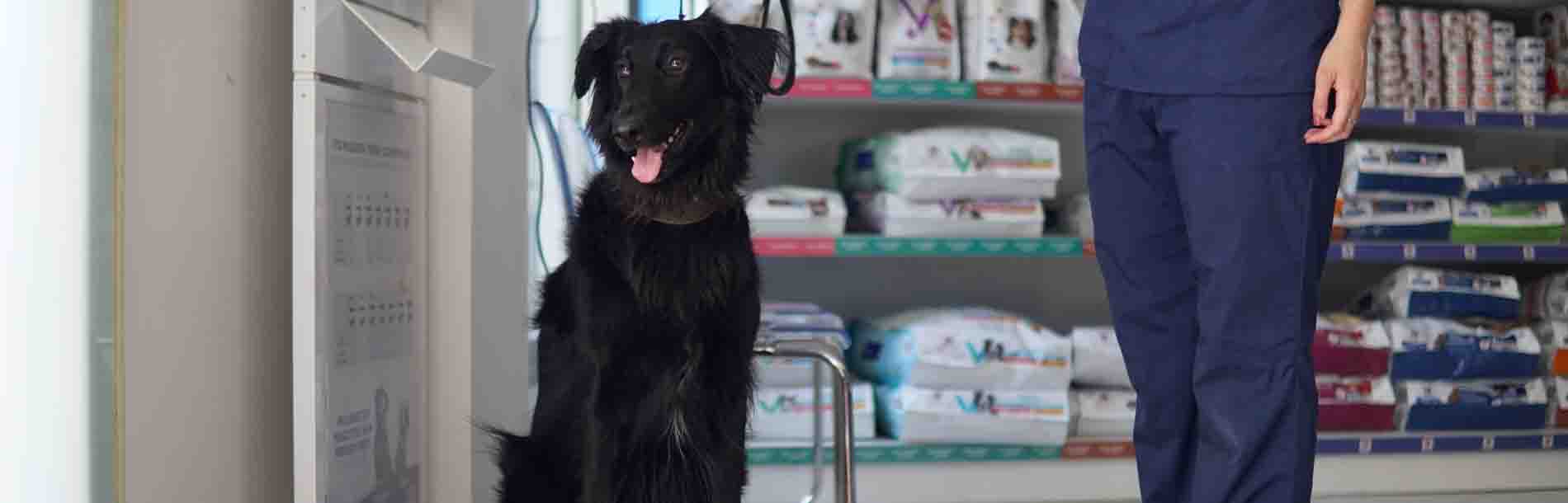 Clínica Veterinaria Marqués de Viana