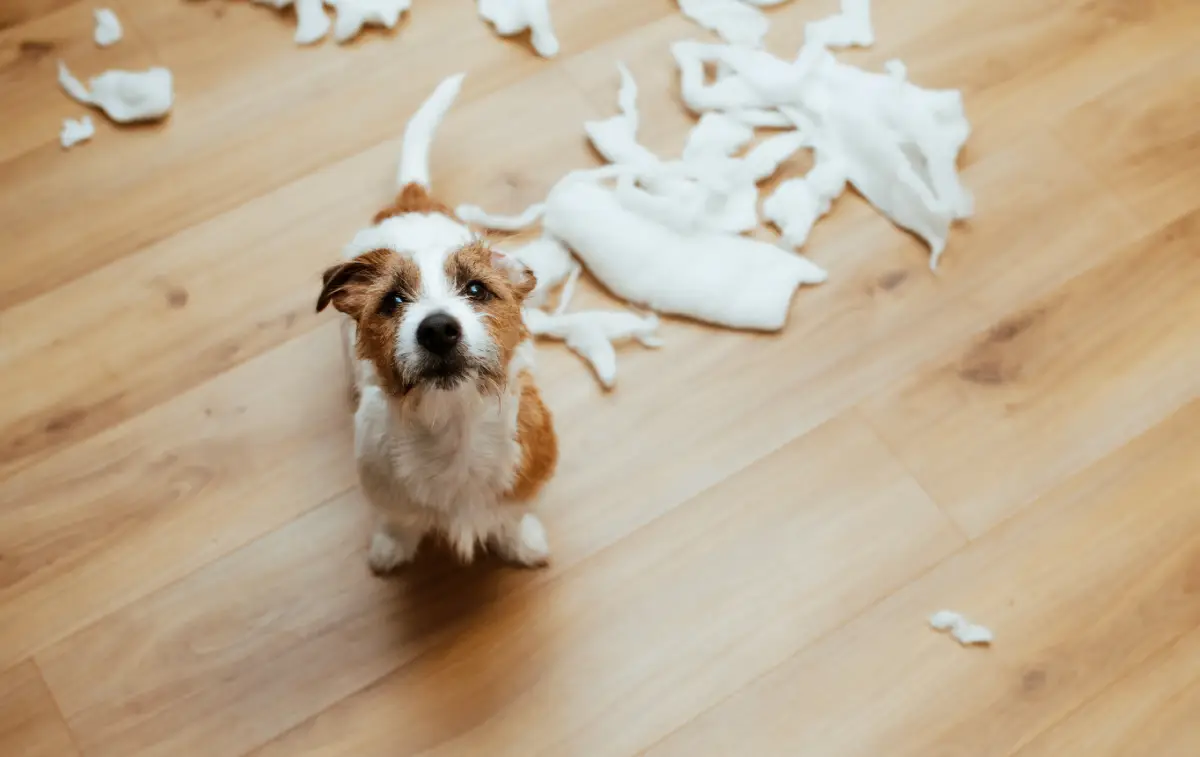 Entendiendo el comportamiento de tu mascota: lo que dice su cuerpo