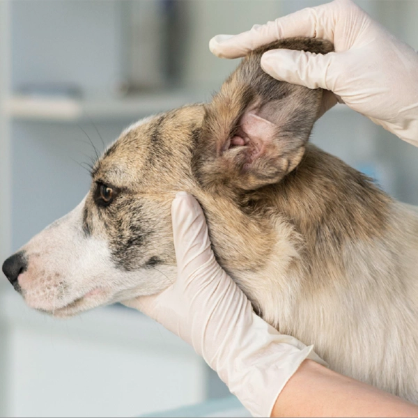 Clínicas | Evidensia, hospitales veterinarios