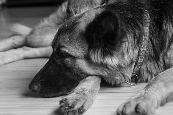 Cómo manejar la ansiedad en perros: estrategias efectivas