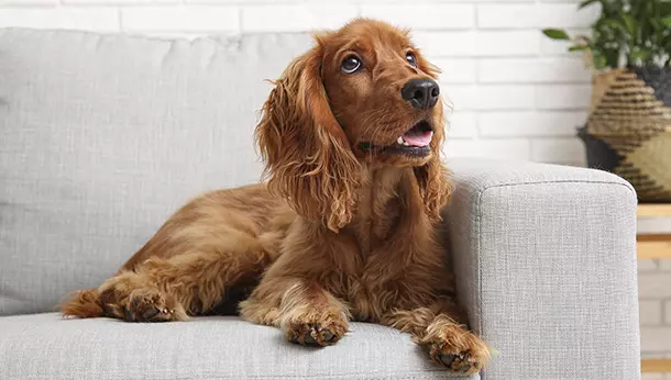 Un perro Cocker Spaniel