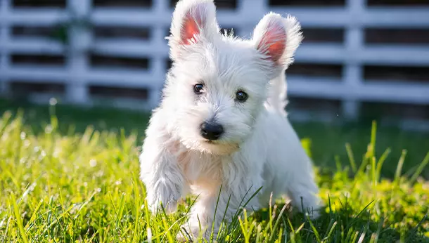 Un perro westie