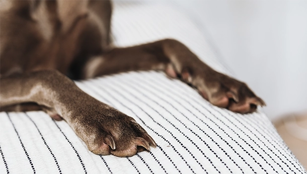 ¿Por qué los perros se lamen las patas? Explorando las posibles causas