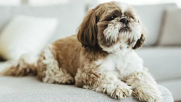 Un perro de raza shinh tzu