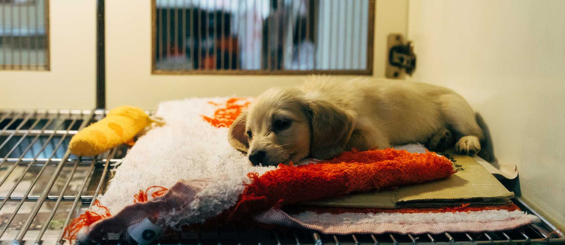 Tratamientos y servicios veterinarios