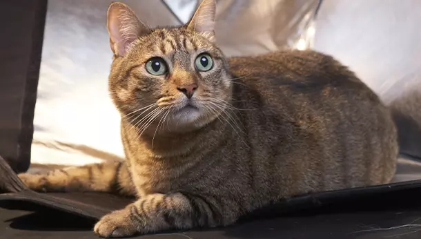 Gato común europeo