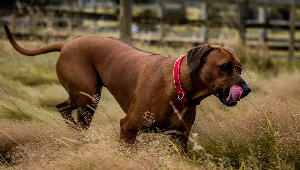 Ridgeback de Rodesia