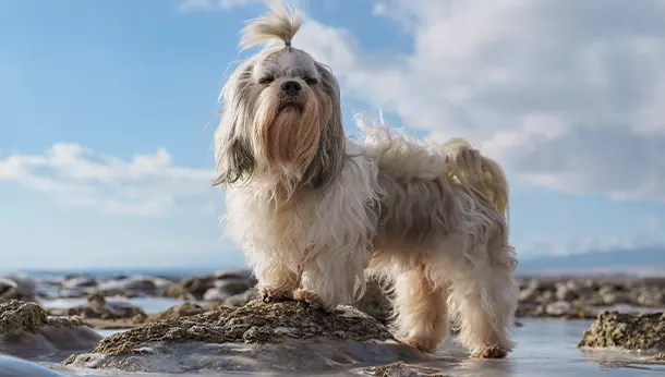 Un Shih Tzu en la orilla