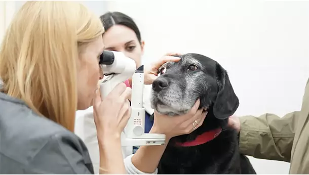 Un perro senior en un test de visión