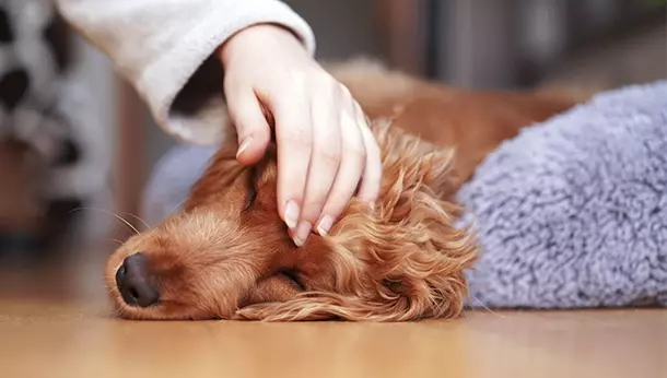 Un perro enfermo con su dueña