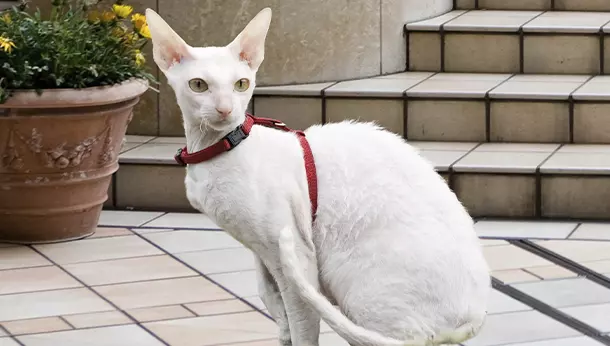 Un gato cornish rex