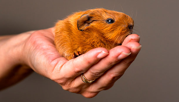 Hamster apoyado en una mano humana