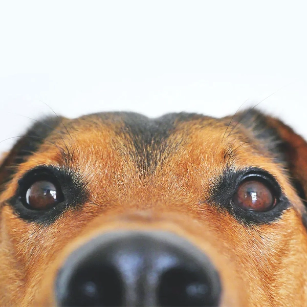 El blog veterinario