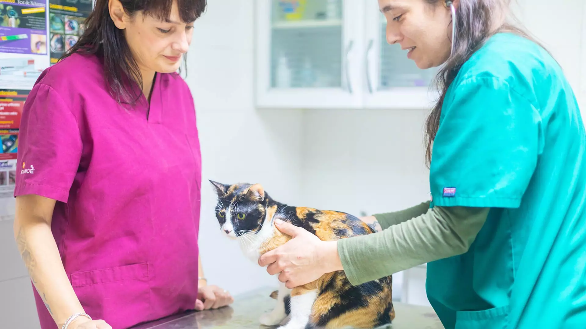 Clinica veterinaria Sant Pau