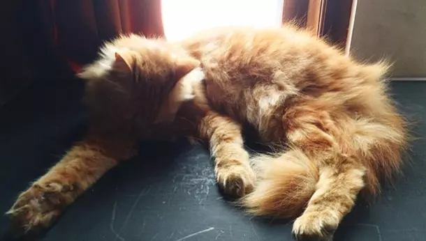un gato pelirojo