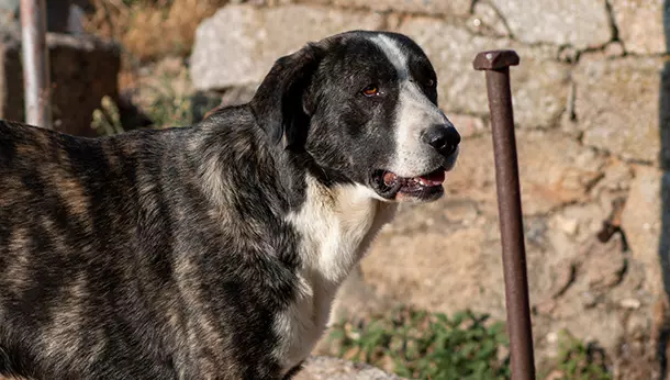 Perro de Carea Leonés