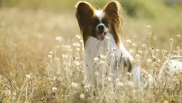 Un papillón en el campo