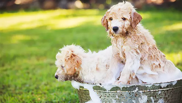 Dos perro bañándose