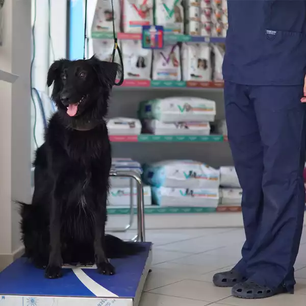 Clínica Veterinaria Marqués de Viana