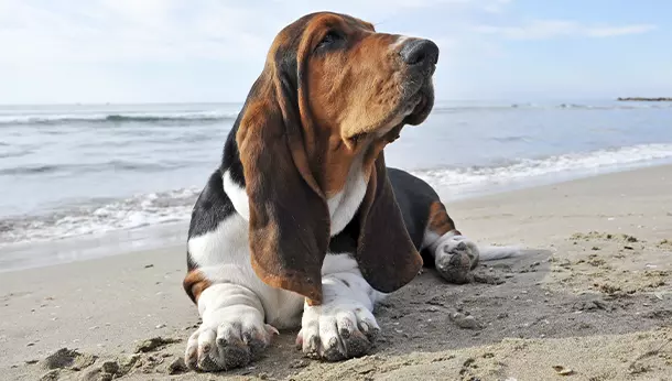 Un basset hound tumbado en la playa