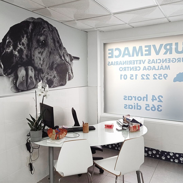 Urgencias Veterinarias Málaga Centro