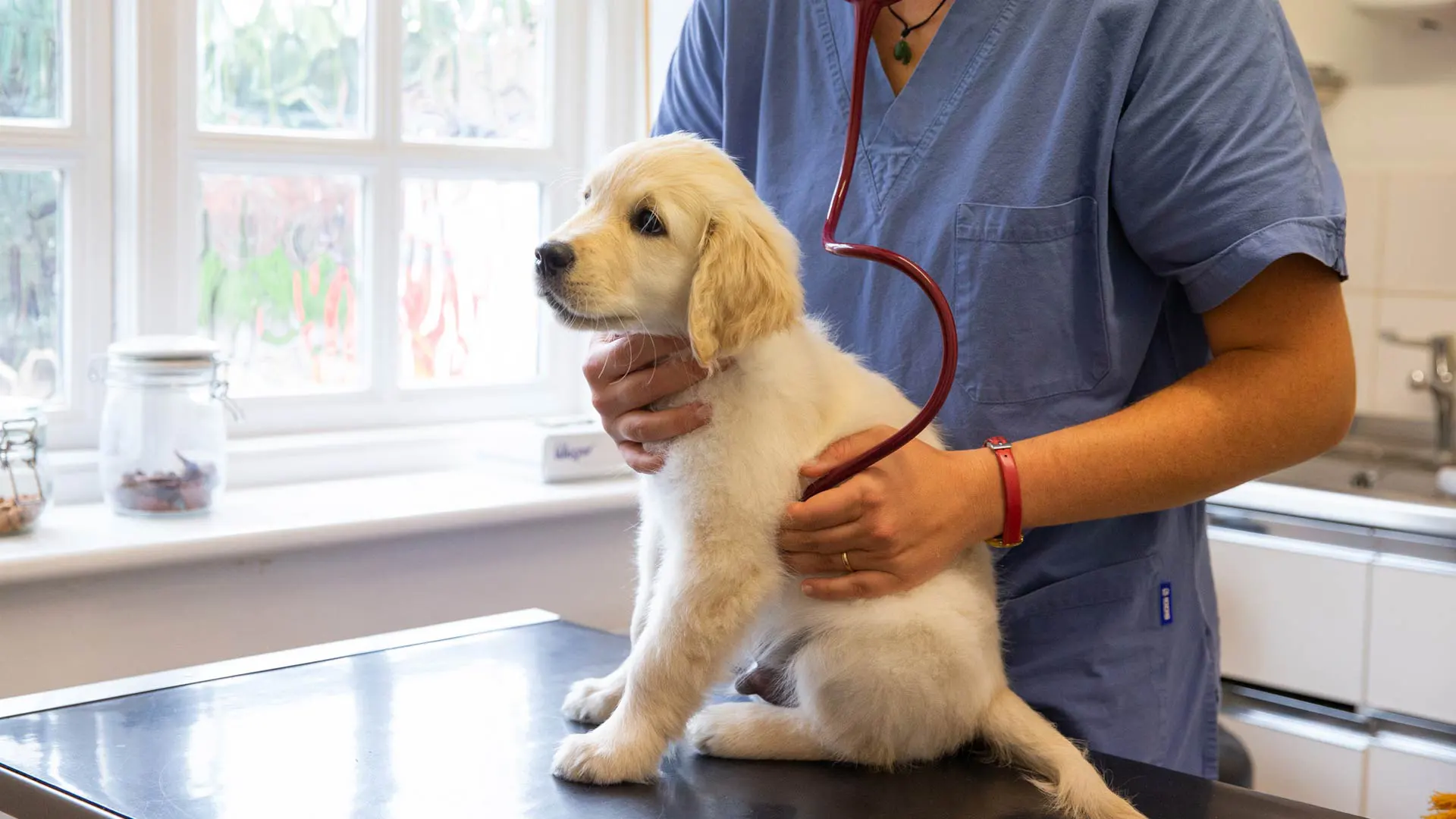 Hospital Veterinario Arca Real
