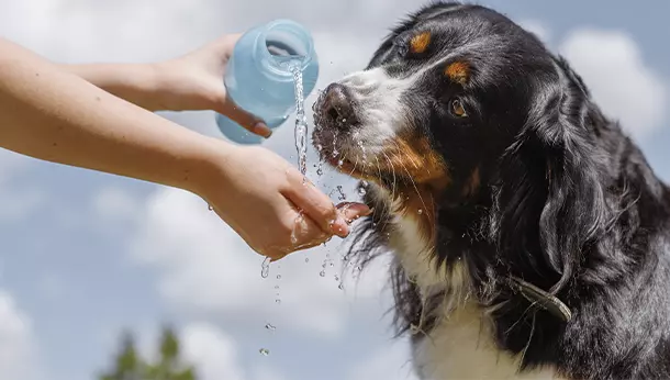 Cómo saber si mi perro está deshidratado