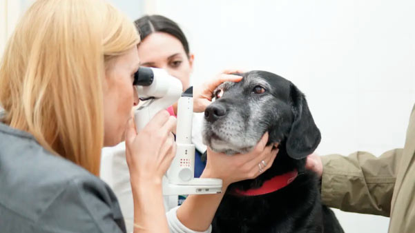 Revisión ocular a un perro