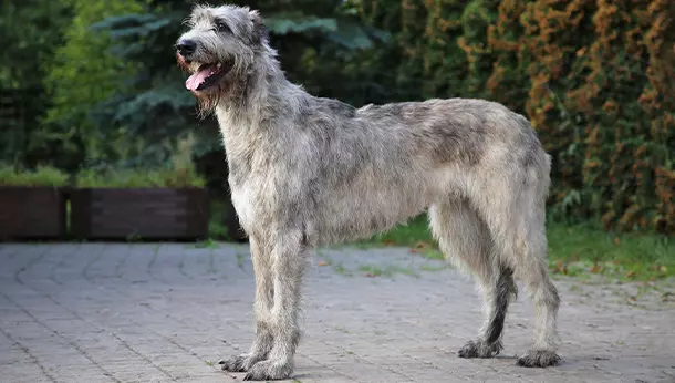 Un Lobero Irlandés o Irish Wolfhound